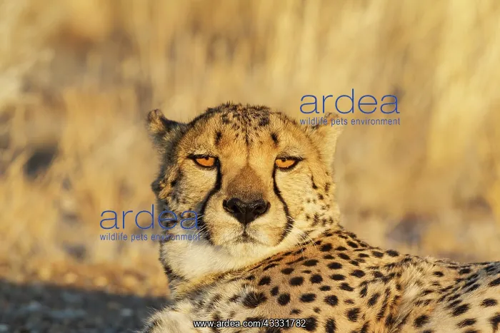 : 80183473 Cheetah - male - resting in the evening : 80183473 Cheetah - male - resting in the evening