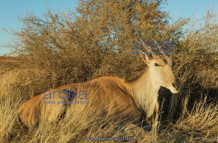 : 80183477 Eland - resting female Kalahari Desert : 80183477 Eland - resting female Kalahari Desert