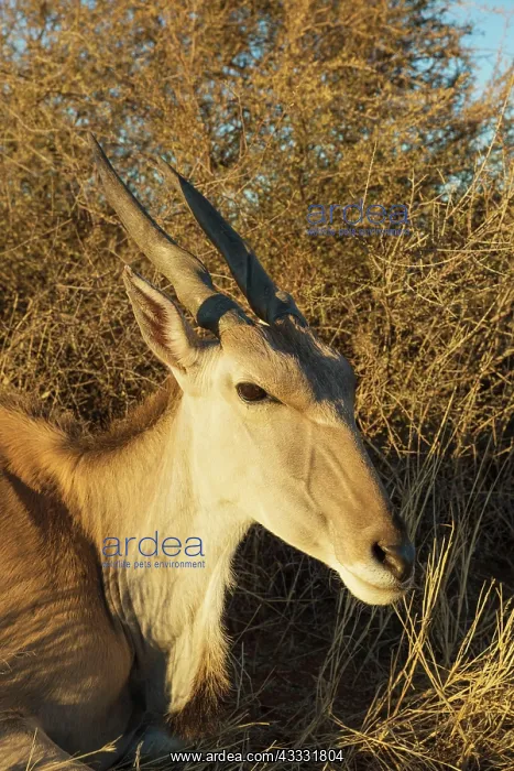 : 80183478 Eland - resting female Kalahari Desert : 80183478 Eland - resting female Kalahari Desert
