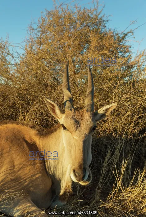 : 80183479 Eland - resting female Kalahari Desert : 80183479 Eland - resting female Kalahari Desert