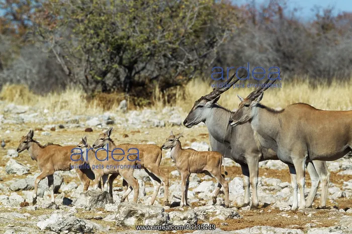 : 80183480 Eland - female on the right - male and : 80183480 Eland - female on the right - male and
