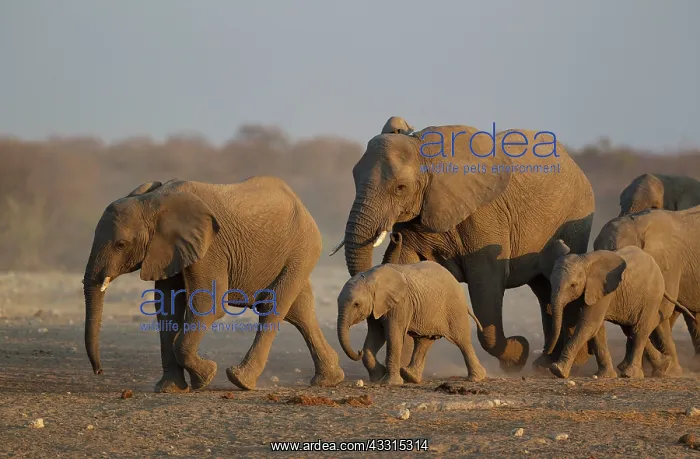 : 80183481 African Elephant - breeding herd rushing : 80183481 African Elephant - breeding herd rushing