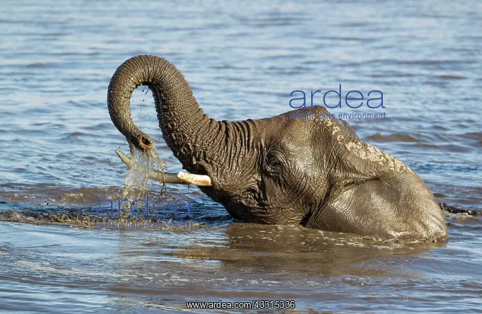 : 80183484 African Elephant - female having fun at : 80183484 African Elephant - female having fun at