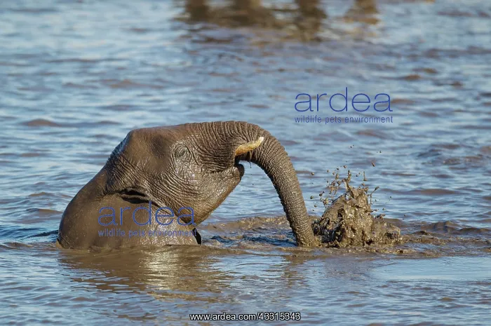: 80183485 African Elephant - female having fun at : 80183485 African Elephant - female having fun at