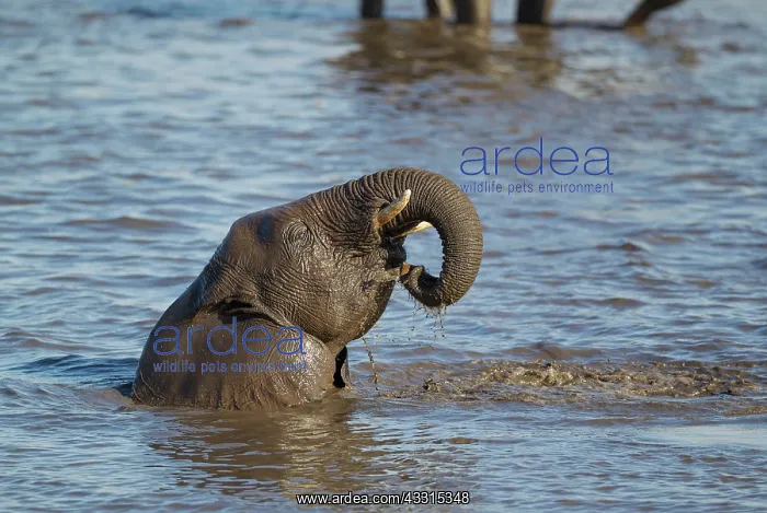 : 80183486 African Elephant - female having fun at : 80183486 African Elephant - female having fun at