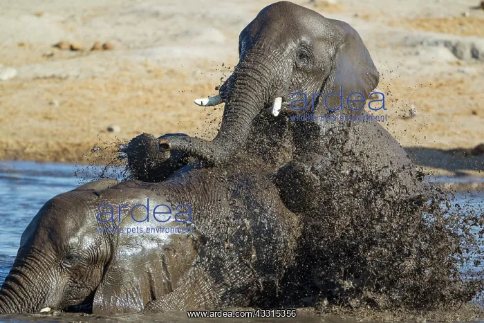 : 80183487 African Elephant - two females having fun : 80183487 African Elephant - two females having fun