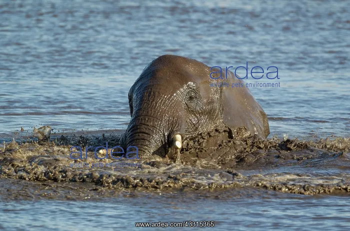 : 80183488 African Elephant - female having fun at : 80183488 African Elephant - female having fun at