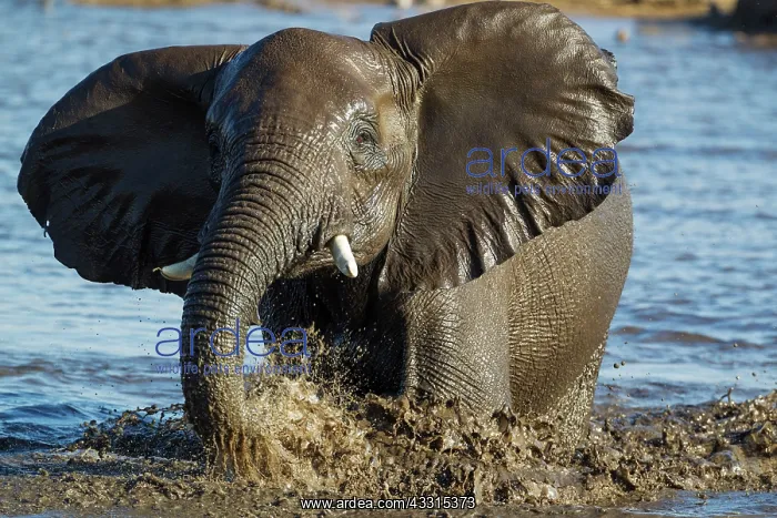 : 80183489 African Elephant - female having fun at : 80183489 African Elephant - female having fun at
