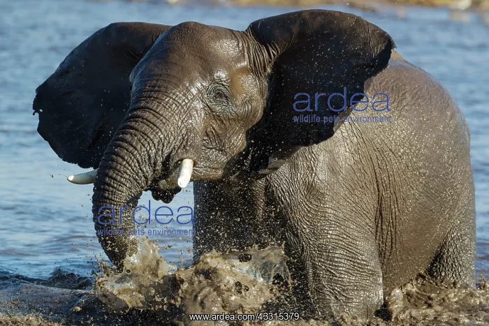 : 80183490 African Elephant - female having fun at : 80183490 African Elephant - female having fun at