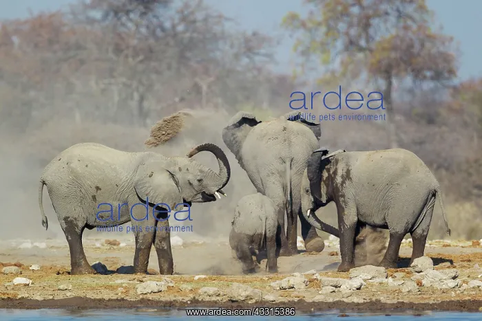 : 80183491 African Elephant - cow and three different : 80183491 African Elephant - cow and three different