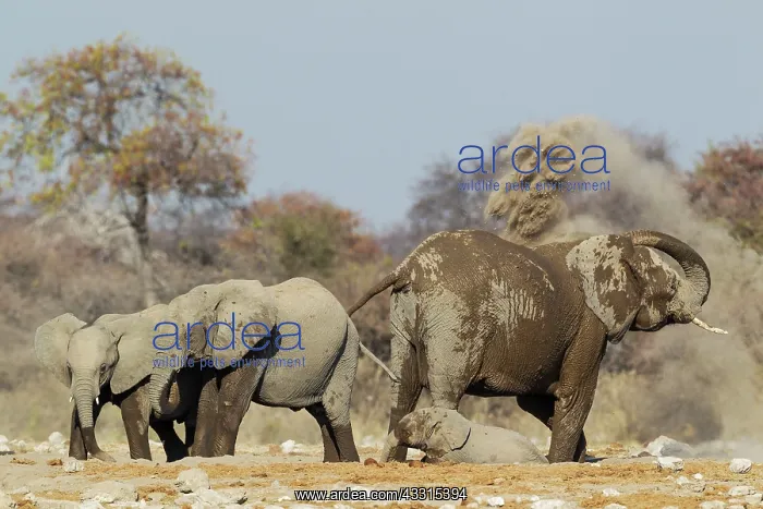 : 80183492 African Elephant - cow and three different : 80183492 African Elephant - cow and three different