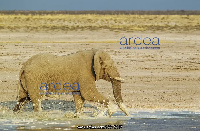 : 80183494 African Elephant - bull at waterhole - : 80183494 African Elephant - bull at waterhole -