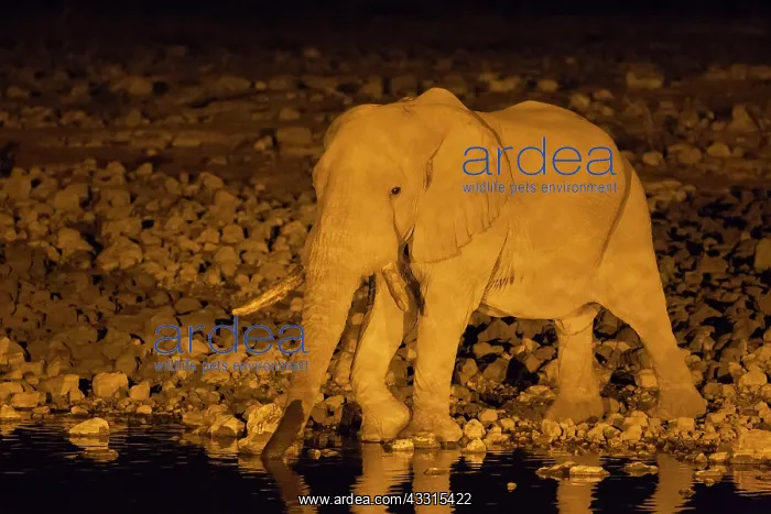: 80183496 African Elephant - bull at night at the : 80183496 African Elephant - bull at night at the