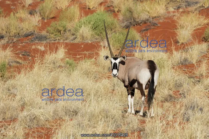 : 80183497 Gemsbok - at a grass-grown dune at the : 80183497 Gemsbok - at a grass-grown dune at the