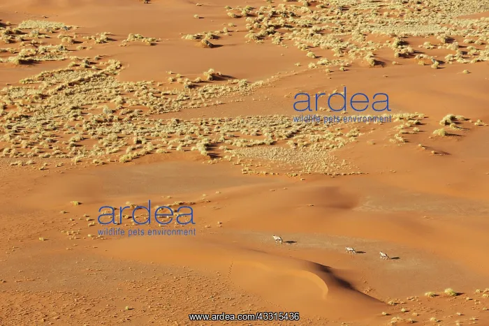 : 80183498 Gemsbok - at a sandy plain in the Namib : 80183498 Gemsbok - at a sandy plain in the Namib