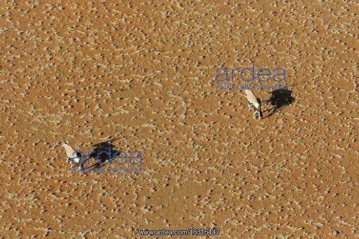 : 80183499 Gemsbok - at a sandy plain in the Namib : 80183499 Gemsbok - at a sandy plain in the Namib