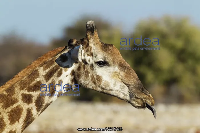 : 80183505 Southern Giraffe - male - sticking out : 80183505 Southern Giraffe - male - sticking out