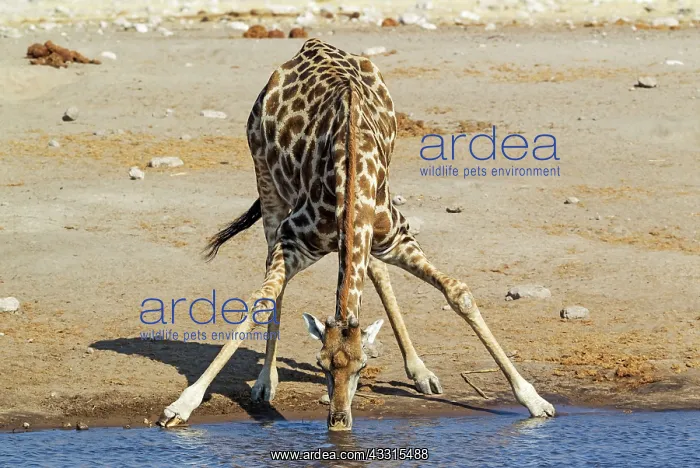 : 80183506 Southern Giraffe - male - drinking at a : 80183506 Southern Giraffe - male - drinking at a