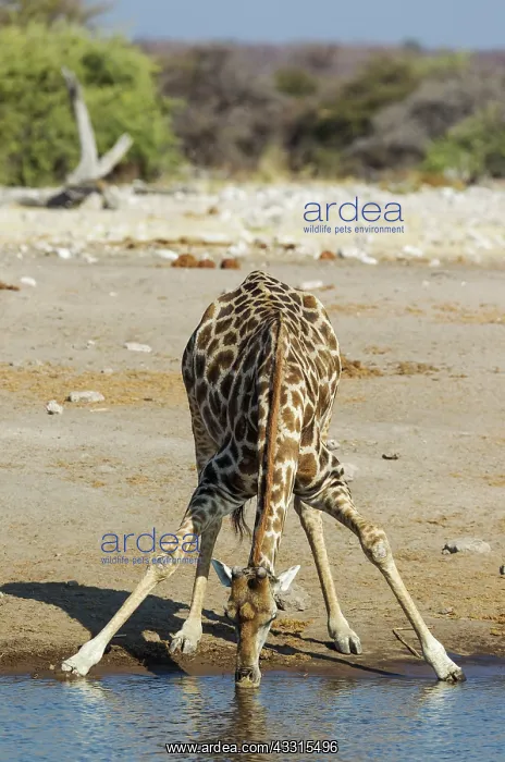 : 80183507 Southern Giraffe - male - drinking at a : 80183507 Southern Giraffe - male - drinking at a