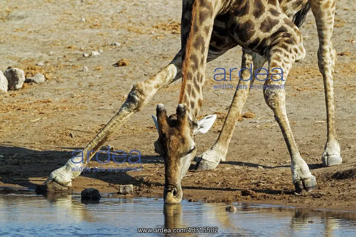 : 80183508 Southern Giraffe - male - drinking at a : 80183508 Southern Giraffe - male - drinking at a