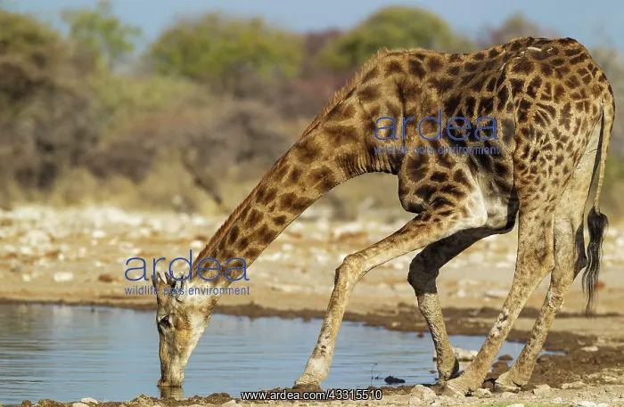 : 80183509 Southern Giraffe - male - drinking at a : 80183509 Southern Giraffe - male - drinking at a
