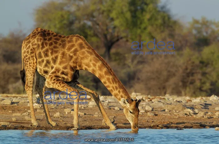 : 80183510 Southern Giraffe - male - drinking at a : 80183510 Southern Giraffe - male - drinking at a