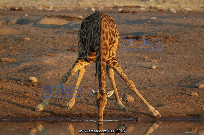 : 80183511 Southern Giraffe - male - drinking at a : 80183511 Southern Giraffe - male - drinking at a