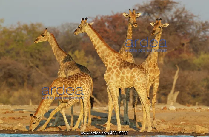 : 80183512 Southern Giraffe - a group of females and : 80183512 Southern Giraffe - a group of females and