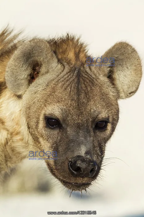 : 80183515 Spotted Hyaena - juvenile Etosha National : 80183515 Spotted Hyaena - juvenile Etosha National