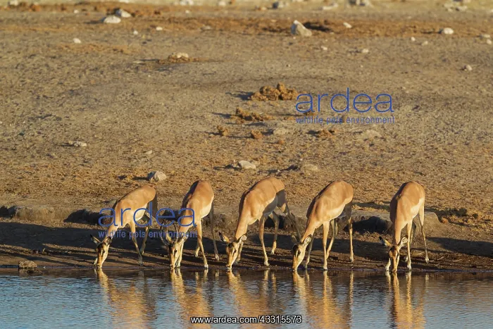 : 80183519 Black-Faced Impala - group of females and : 80183519 Black-Faced Impala - group of females and