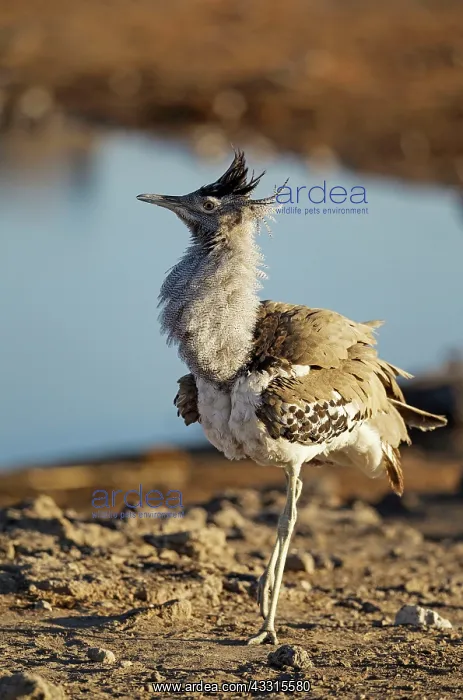 : 80183520 Kori Bustard - displaying male near waterhole : 80183520 Kori Bustard - displaying male near waterhole