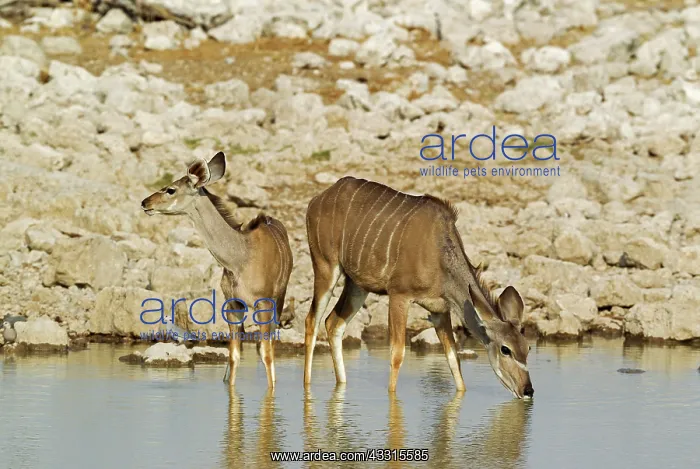 : 80183521 Greater Kudu - female with young at waterhole : 80183521 Greater Kudu - female with young at waterhole
