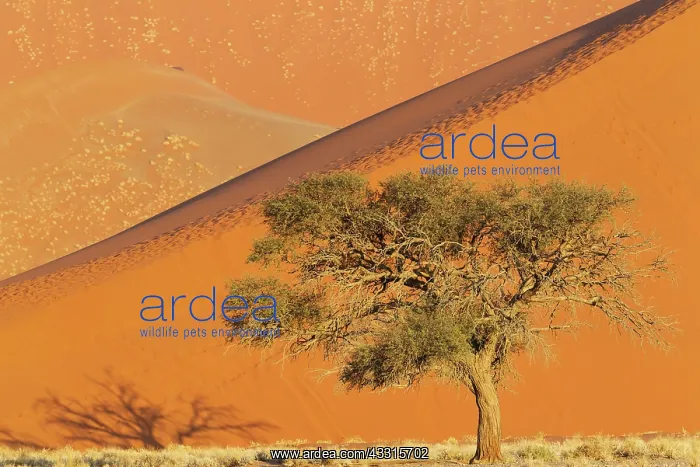 : 80183544 Camelthorn Tree - and sand dunes Namib : 80183544 Camelthorn Tree - and sand dunes Namib