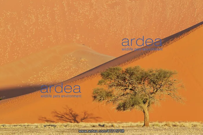: 80183545 Camelthorn Tree - and sand dunes Namib : 80183545 Camelthorn Tree - and sand dunes Namib