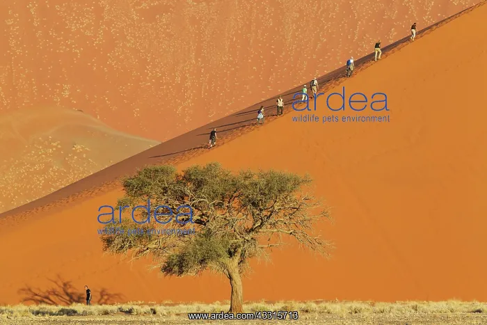 : 80183546 Camelthorn Tree - with tourists climbing : 80183546 Camelthorn Tree - with tourists climbing