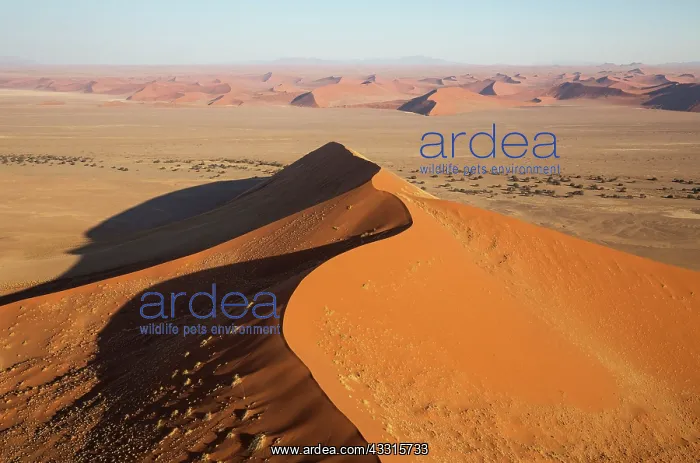 : 80183549 Sand Dunes Namib Desert, Namib-Naukluft : 80183549 Sand Dunes Namib Desert, Namib-Naukluft