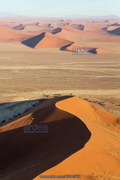 : 80183550 Sand Dunes Namib Desert, Namib-Naukluft : 80183550 Sand Dunes Namib Desert, Namib-Naukluft