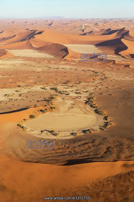 : 80183554 Sand Dunes - the famous Sossusvlei at the : 80183554 Sand Dunes - the famous Sossusvlei at the