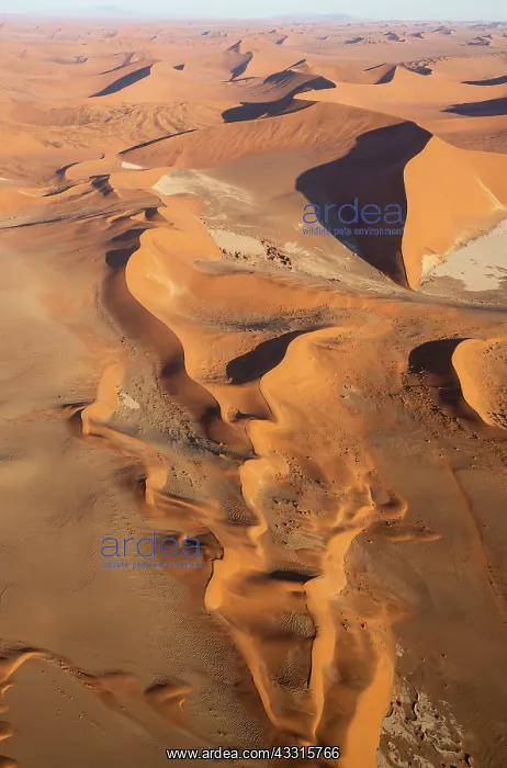 : 80183555 Sand Dunes Namib Desert, Namib-Naukluft : 80183555 Sand Dunes Namib Desert, Namib-Naukluft