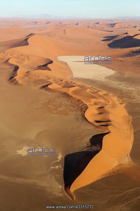 : 80183556 Sand Dunes - with dry pans Namib Desert : 80183556 Sand Dunes - with dry pans Namib Desert
