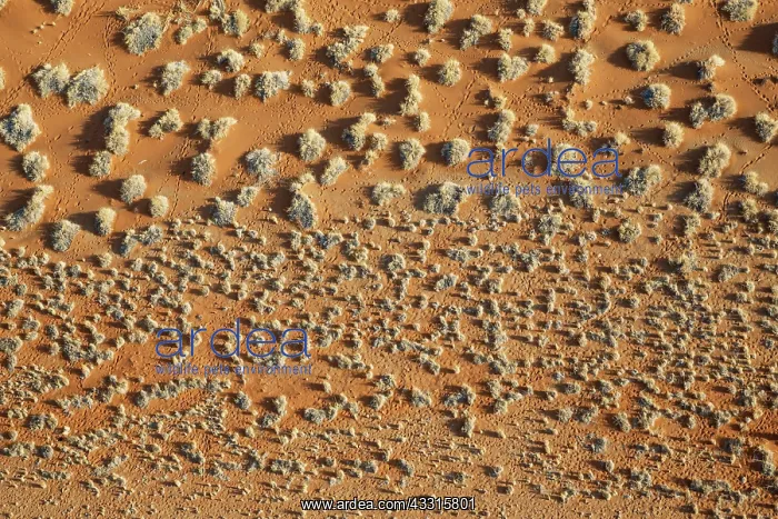 : 80183561 Grass-grown Sandy Plains - aerial view : 80183561 Grass-grown Sandy Plains - aerial view