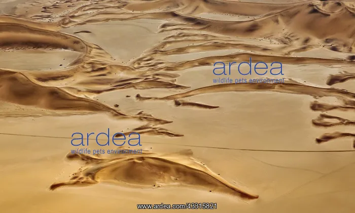 : 80183564 Sand Dunes - the recognizable tracks probably : 80183564 Sand Dunes - the recognizable tracks probably