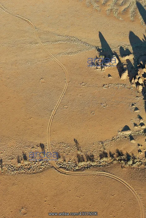 : 80183569 Desert Tracks - with so-called Fairy Circles : 80183569 Desert Tracks - with so-called Fairy Circles