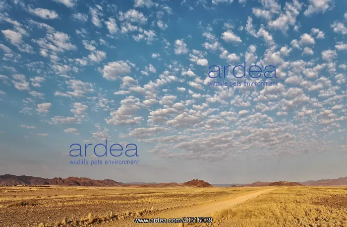 : 80183574 Gravel Road - in an arid plain with isolated : 80183574 Gravel Road - in an arid plain with isolated