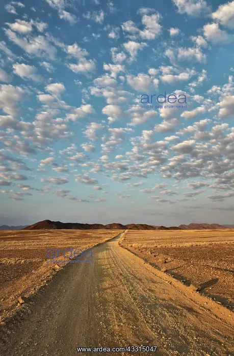 : 80183575 Gravel Road - in an arid plain with isolated : 80183575 Gravel Road - in an arid plain with isolated