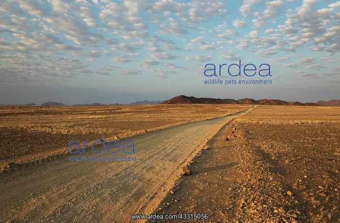 : 80183576 Gravel Road - in an arid plain with isolated : 80183576 Gravel Road - in an arid plain with isolated