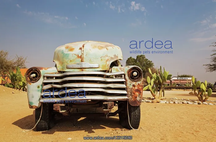 : 80183579 Scrapped Cars - at the hamlet of Solitaire : 80183579 Scrapped Cars - at the hamlet of Solitaire