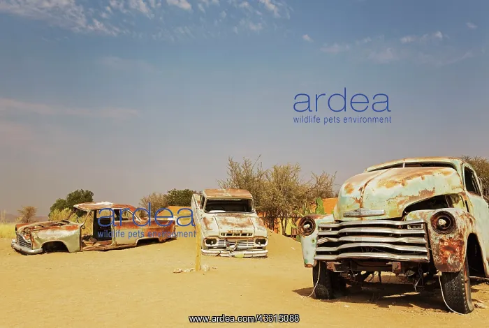: 80183580 Scrapped Cars - at the hamlet of Solitaire : 80183580 Scrapped Cars - at the hamlet of Solitaire