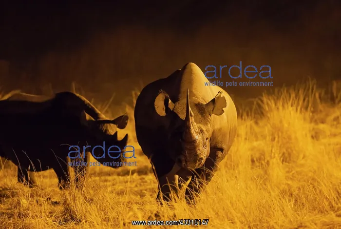 : 80183589 Black Rhinoceros / Hook-lipped Rhinoceros : 80183589 Black Rhinoceros / Hook-lipped Rhinoceros