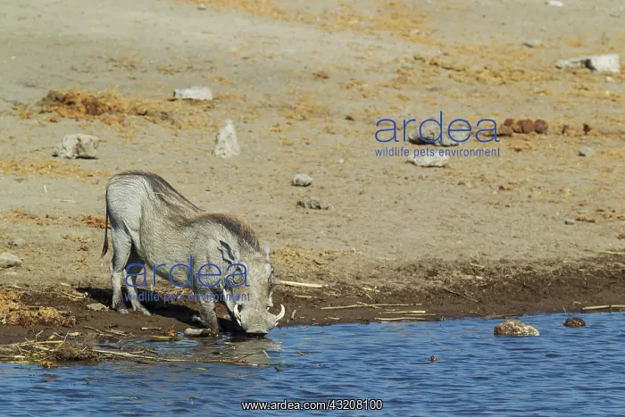 : 80183591 Warthog - female drinking at waterhole : 80183591 Warthog - female drinking at waterhole